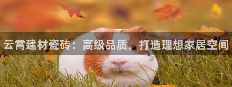 杏鑫手机客户端