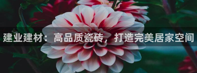 杏鑫平台代理注册