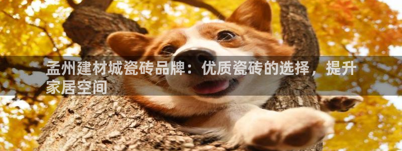 杏鑫娱乐多少年了